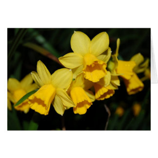 Cartão narcisos