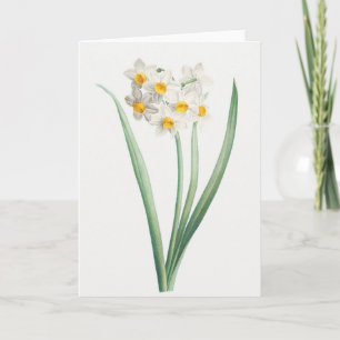 Cartão Narcissus, Pierre-Joseph Redouté, 1805