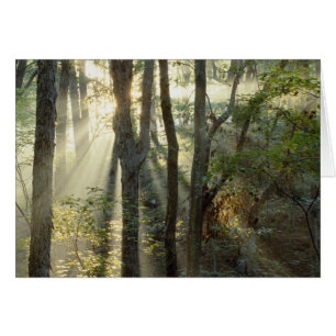 Cartão Nascer do sol através da floresta de carvalho e no