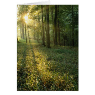 Cartão Nascer do sol através da floresta de carvalho e no
