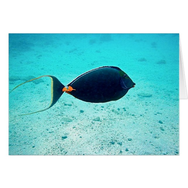 Cartão Naso Tang (Frente horizontal)