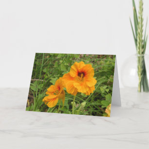 Cartão Nasturtium