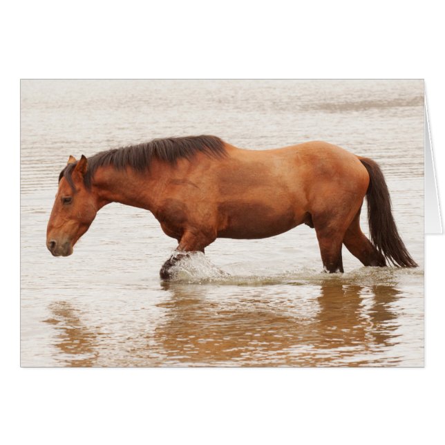 Cartão Natação da manhã para um cavalo (Frente Horizontal)