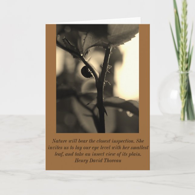 Cartão Nature Inspired Greeting Card with Ladybug (Frente)