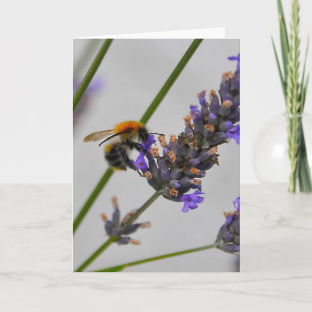 Cartão Natures WonMaravilha Workers (Frente)