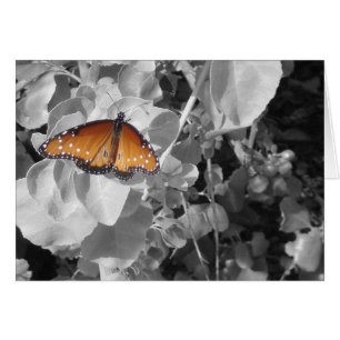 Cartão Natureza alaranjada da foto da borboleta de