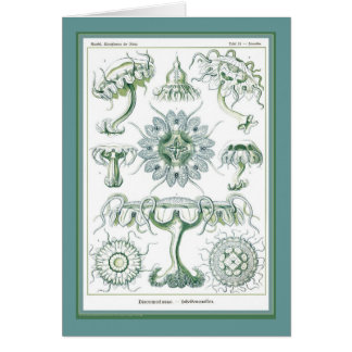 Cartão Natureza do der de Ernst Haeckel - de Kuntsformen