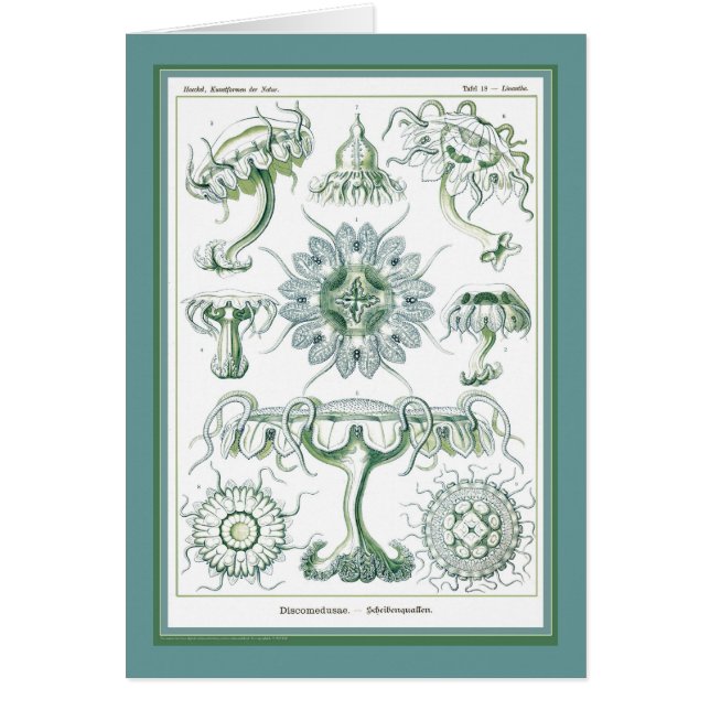 Cartão Natureza do der de Ernst Haeckel - de Kuntsformen (Frente)