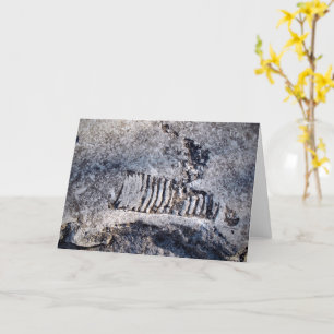 Cartão Nautiloide Fóssil Cefalópodes — Moluscos do Mar An