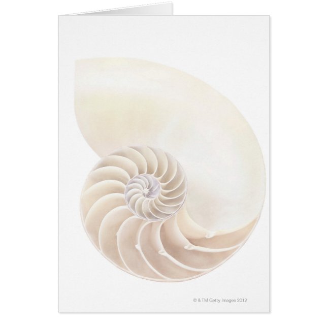 Cartão Nautilus shell, close-up (Frente)