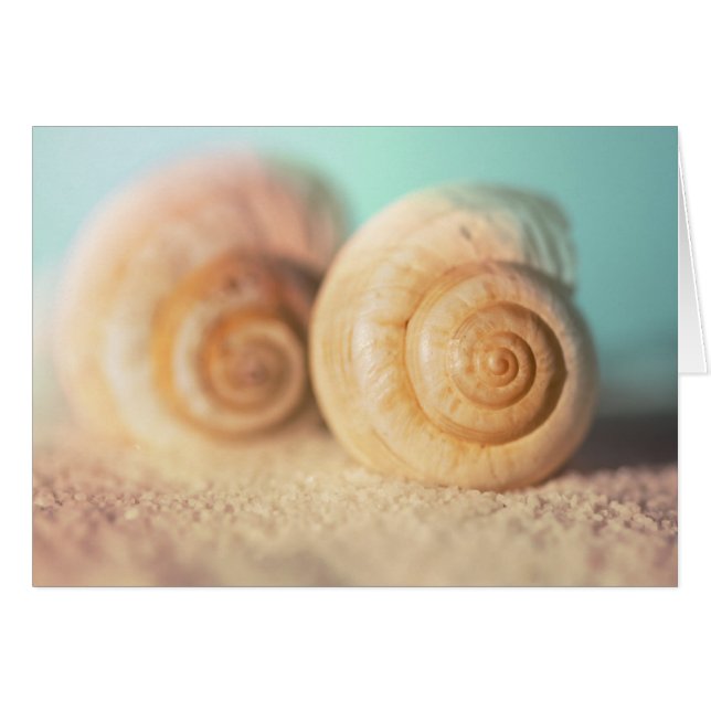 Cartão Nautilus Shells On Beach (Frente Horizontal)