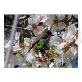 Cartão Néctar-de-virar-bravo fêmea