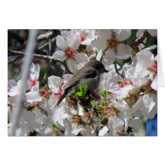 Cartão Néctar-de-virar-bravo fêmea