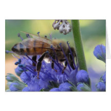 Néctar do bebendo da abelha