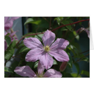 Cartão Nelly Moser Clematis 2009