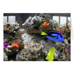 Cartão Nemo com seu grupo