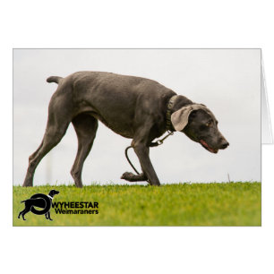 Cartão Nenhum clima de tempestade