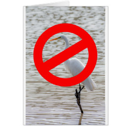 Cartão Nenhuns Egrets