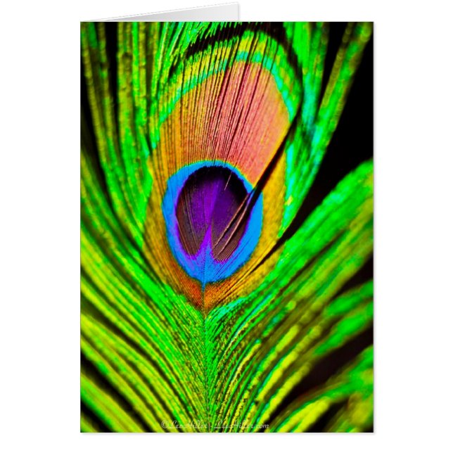 Cartão Neon Colors Peacock Feather (Frente)