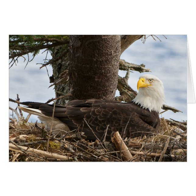 Cartão Nesting Bald Eagle (Frente horizontal)