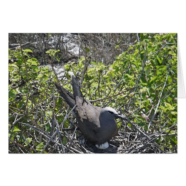 Cartão Nesting Bird, Lady Elliot Island (Frente Horizontal)