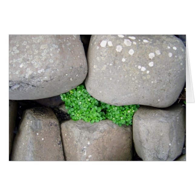 Cartão Nestle (Frente Horizontal)