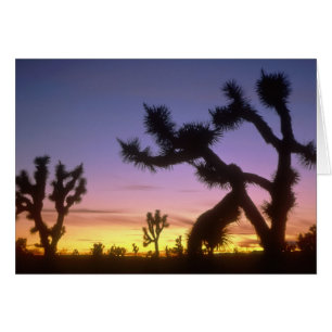 Cartão NEVADA. EUA. Árvores de Josué Yucca brevifolia)
