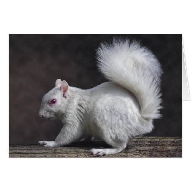 Cartão nevado (Frente Horizontal)