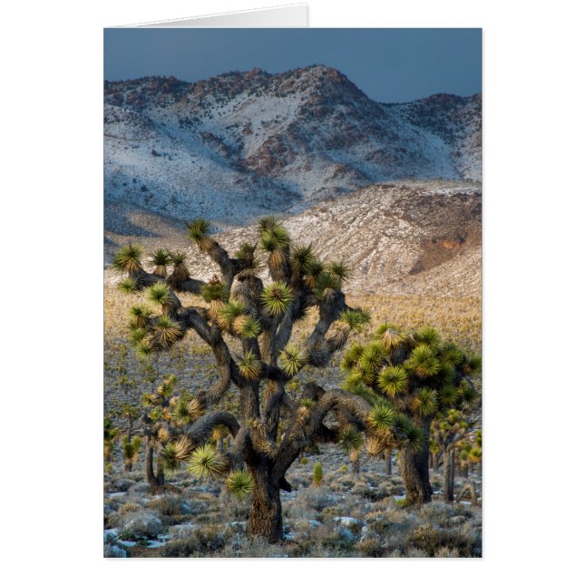 Cartão Neve No Vale Da Morte (Frente)