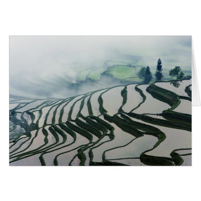 Cartão Névoa da manhã acima dos campos do arroz (Frente Horizontal)