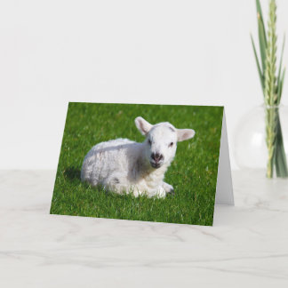Cartão New born cute lamb on green grass