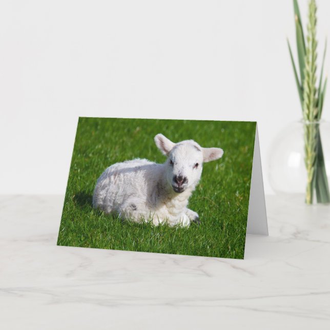 Cartão New born cute lamb on green grass (Frente)