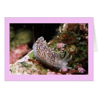 Cartão New England Aeolid