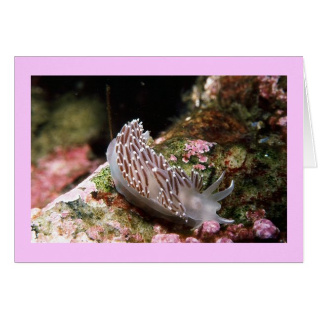 Cartão New England Aeolid (Frente horizontal)