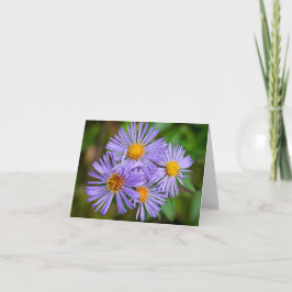 Cartão New England Aster