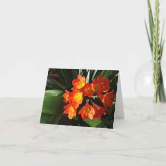 Cartão New England floral notecard collection