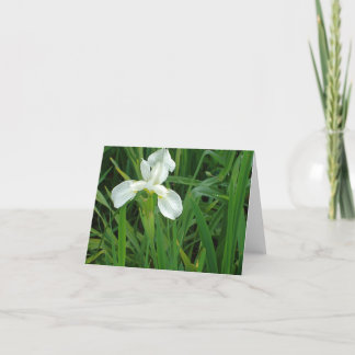 Cartão New England White Iris floral notecard collection