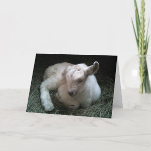 Cartão Newborn goat kid greeting card