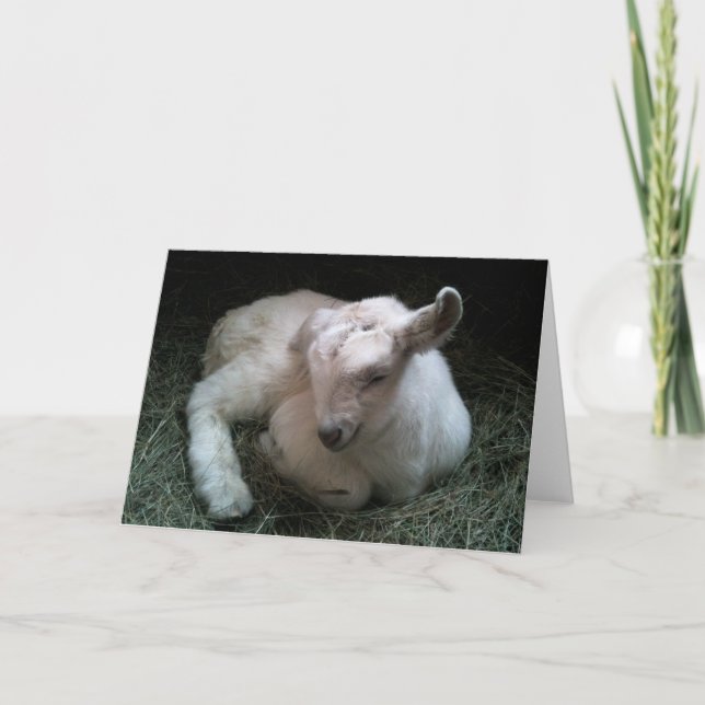 Cartão Newborn goat kid greeting card (Frente)