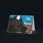 Cartão Newfoundland dog Birthday Card<br><div class="desc">Say Happy Birthday with a Newf!  There are no expressions to match this face!   Check out my Mug section with similar picture,  together they make a great gift! All products made in memory of Chance</div>