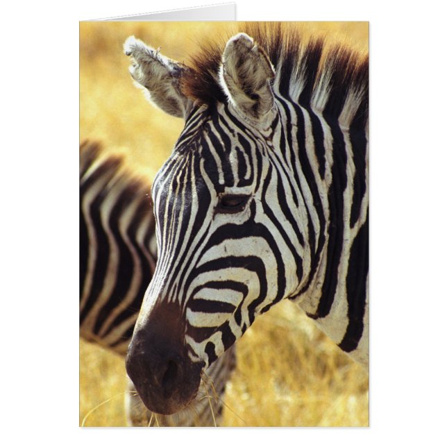 Cartão Ngorongoro Zebra (Frente)