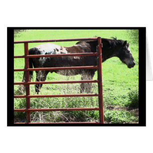 Cartão "Nick" Cavalo Appaloosa