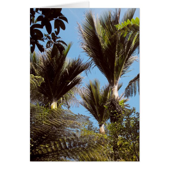 Cartão Nikau Palm (Frente)