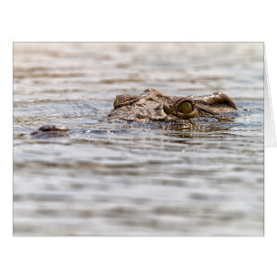 Cartão Nile Crocodilo
