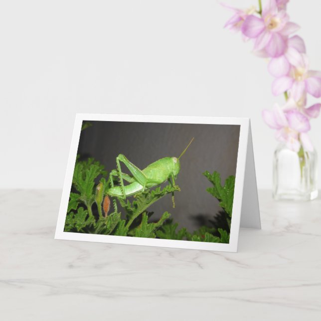 Cartão Ninfoma Gafanhoto Egípcio na Citronella Plant (Orquídea)