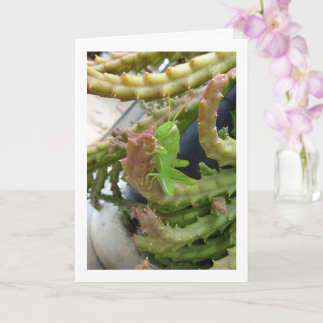 Cartão Ninfoma Gafanhoto Egípcio na Planta de Carrion Cac (Orquídea)