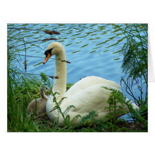 Cartão Ninho das cisnes grande