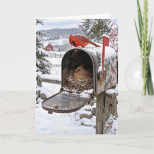 Cartão Ninho de Cardinal em uma Caixa de Correio Nevada