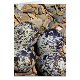 Cartão Ninho do KillDeer com ovos
