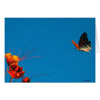 Cartão No 2 de novembro de 06 FINAL CURTO 3